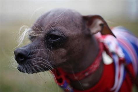 Il concorso dei cani più brutti del mondo Libero Quotidiano