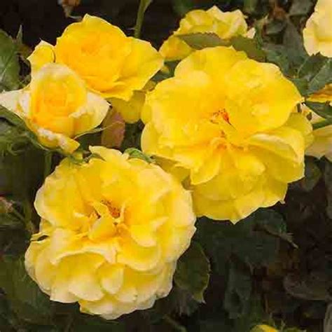 Rose Floribunda Sunsprite Floribunda Roses Edmunds Roses