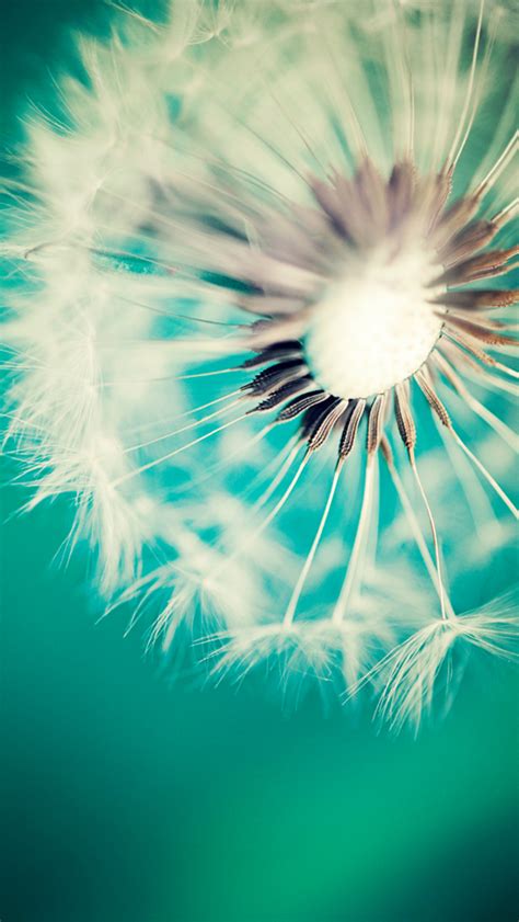 Dandelion - The iPhone Wallpapers