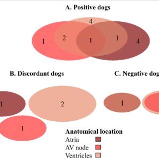 Venn diagrams demonstrating the anatomic level (atria, ventricles ...