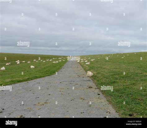 Sheep Grazing In Pasture Stock Photo Alamy