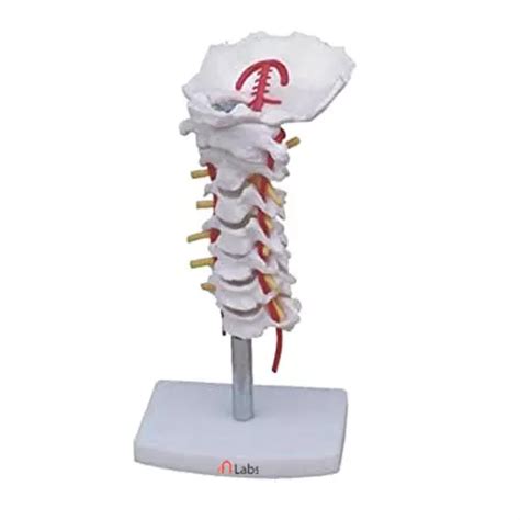 Buy Ymrr Life Size Cervical Vertebral Column With Neck Artery Xc