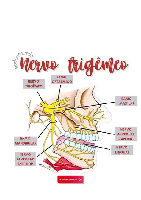 Nervos Faciais E Fisiologia Ocular Nervo Facial VII Par Craniano