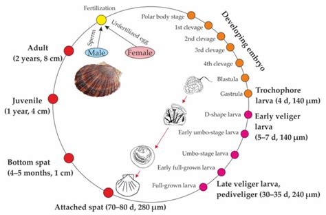 Mizuhopecten Yessoensis Wikipedia