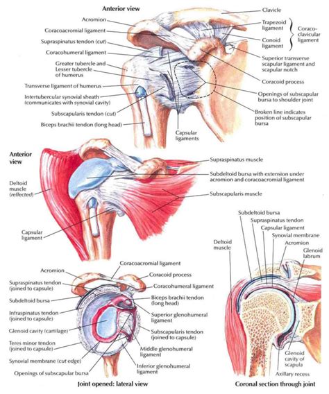 Anterior shoulder pain causes, symptoms, diagnosis & treatment