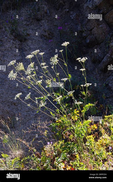 White Flower Growing Out Of Rock Stock Photo Alamy