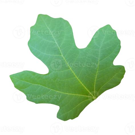 Fig Leaf Cut Out 21168573 Png