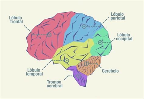 Cuadro Sinóptico Sobre El Cerebro Y Características Cuadro Comparativo