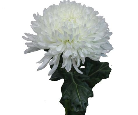 Хризантема Антонов - Твой Букет салон цветов с доставкой по Бутурлиновке