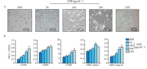 Figure From Polysaccharide From Astragalus Membranaceus Promotes The