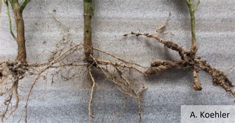 Root Knot Nematode In Soybean