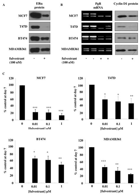 Effect Of Fulvestrant On Er Signalling And Growth In Mcf 7 T47d Bt474