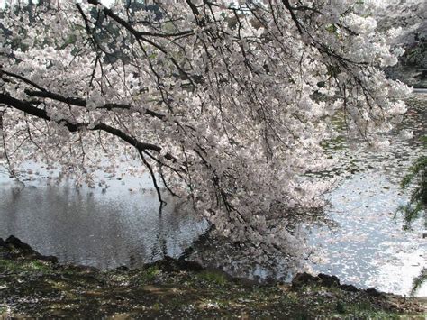 Cherry Blossom And The Petals On Water Stock Photo Image Of Garden