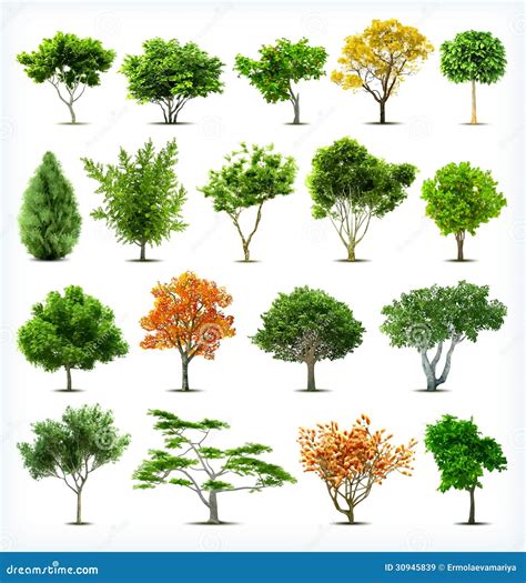 Set Of Trees Isolated Vector Stock Vector Illustration Of Botany