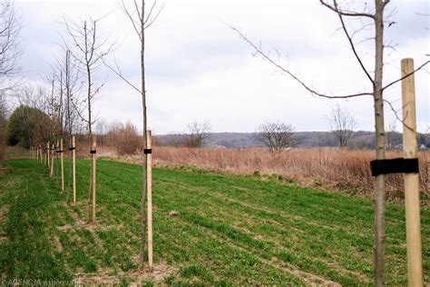 Miasto Prawie 1 3 tysiąca nowych drzew zostanie posadzonych w