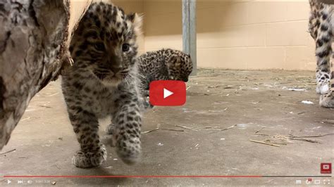 Check In With Anya S 6 Week Old Amur Leopard Cubs YouTube