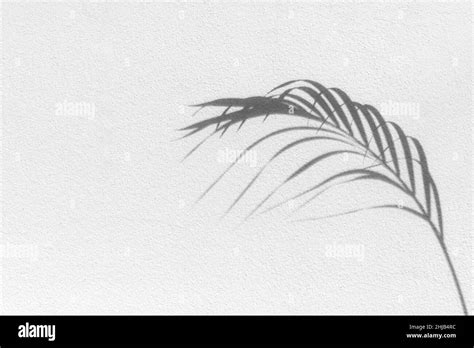 Feuille De Palmier Ombre Noire Texture Blanche Mur Feuilles Tropicales