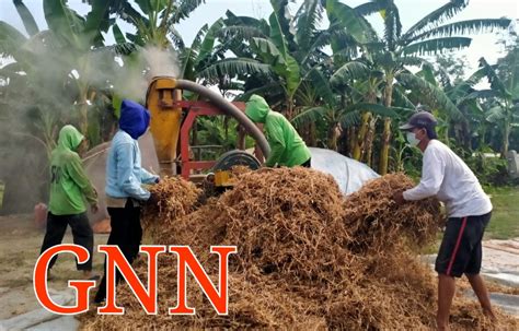 Petani Sobontoro Sulap Onggok Kedelai Jadi Bekatul Untuk Pakan Ternak