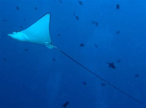 Ocellated Eagle Ray Aetobatus Ocellatus Palau Photo Tropical