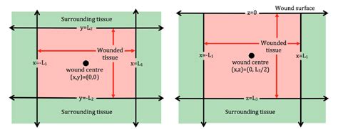 Figure From On The Mathematical Modeling Of Wound Healing