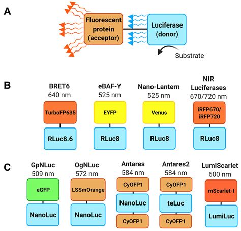 Brightening Up Biology Advances In Luciferase Systems For In Vivo