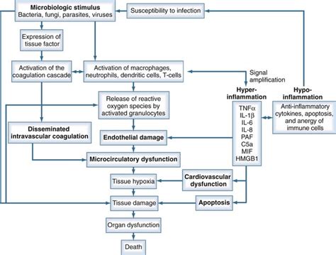 Pathophysiology Of Sepsis