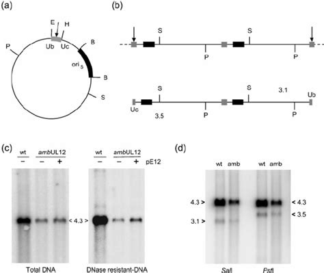 Replication and packaging of amplicon pSA1. (a) Structure of pSA1. The ...