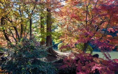 Fall Colors in Tokyo: The Best Autumn Foliage Spots to Visit in 2021