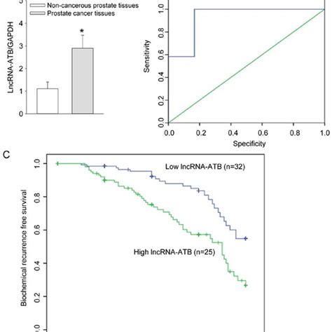 Effects Of Lncrna Atb On Pi K Akt And Erk Signaling Pathways A And C