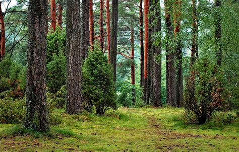 1000 Great Woods Photos · Pexels · Free Stock Photos