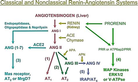 Frontiers Sex Differences In The Renin Angiotensin Aldosterone System