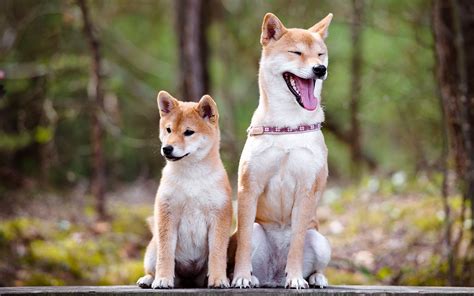 The Seven Shiba Inus To Follow On Instagram