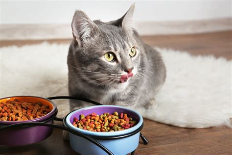 Why Is My Cat Eating More Dry Food at Kayla Marilyn blog