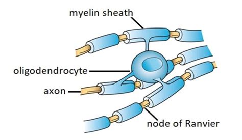 Chapter 3 Nerve Cell Physiology Drugs And Behavior