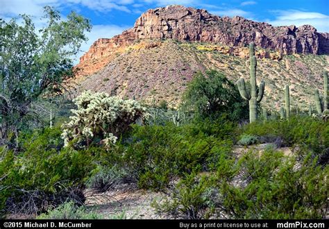 Sonoran Desert Plants in San Tan Mountains Picture (San Tan Valley, AZ) - michaelmccumber.com