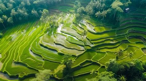 Premium AI Image | Rice terraces in the philippines