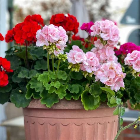 3 Secrets To Keep Geraniums Blooming Big All Through Summer