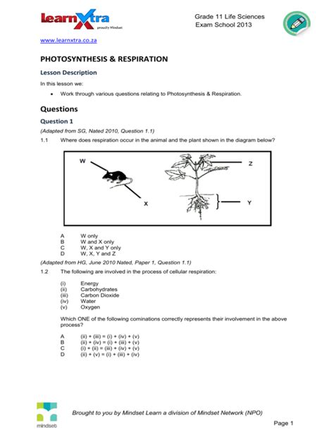 Photosynthesis And Respiration Questions