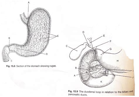 Stomach Rugae and Duodenal loop Diagram | Quizlet