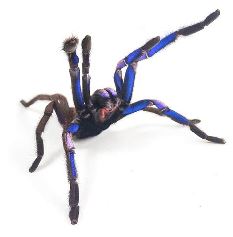 Electric Blue Tarantula Discovered In A Thai Mangrove Forest