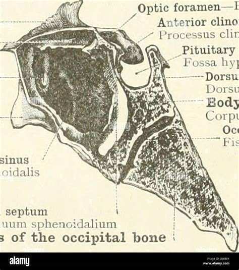 Sella Turcica Anatomy