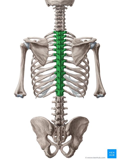 V Rtebras Tor Cicas Resumo Da Anatomia E Localiza O Kenhub