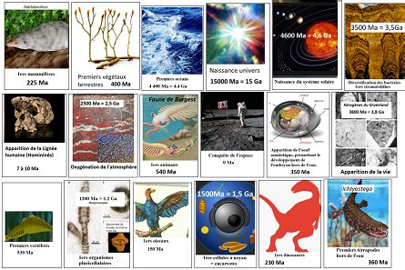 Svt Eme Frise Chronologique Histoire De La Vie Et De La Terre