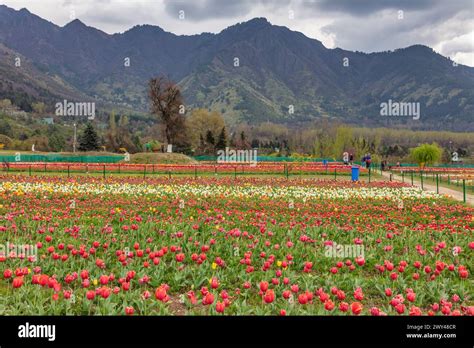 Indira Gandhi Memorial Tulip Garden Srinagar Kashmir India Stock