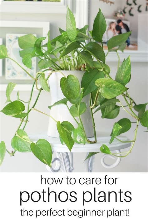 How To Grow And Propagate A Pothos Paisley Plants Pothos Plant Care Pothos Plant Plant Care