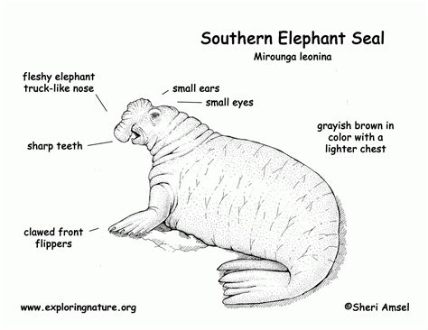 Free Coloring Pages Elephant Seal - Coloring Home