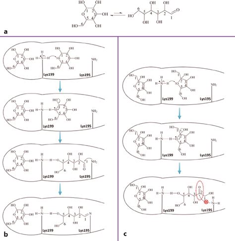 Ring-opening mechanism of glucose and fructose by HSA. a , glucose is... | Download Scientific ...