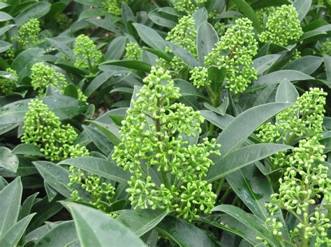 Skimmia X Confusa Kew Green Fragrant Shrub Growing With Off