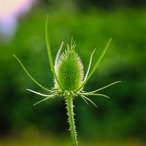 Thistle Plant Prickly - Free photo on Pixabay - Pixabay