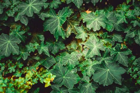 Texture Of Wall Covered With Ivy Close Up Green Ivy Leaves Stock Photo